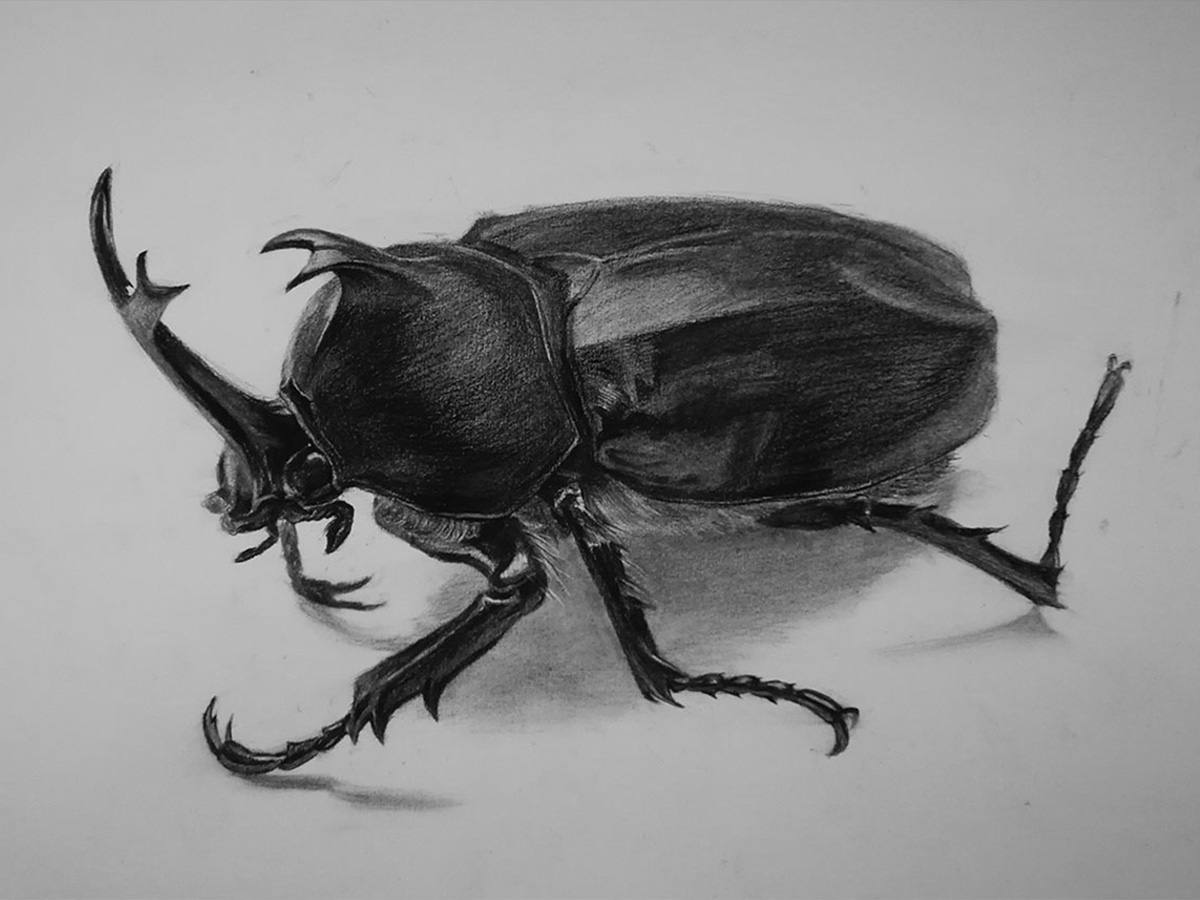 素描节肢动物昆虫